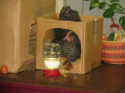 Furry and Feathered Friends Welcome Image